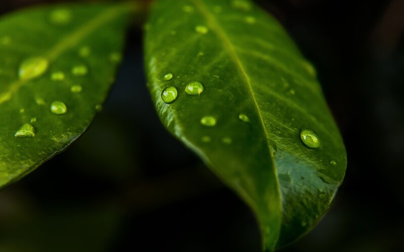 Green leaves with water droplets