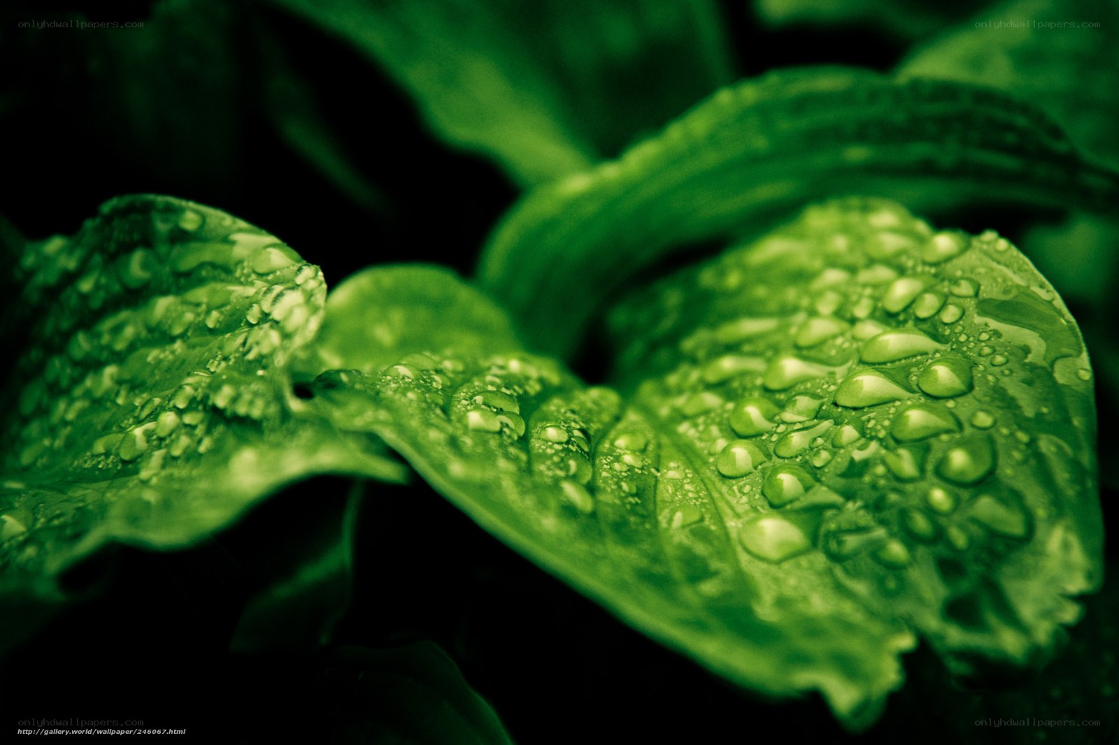 Green leaves with water droplets