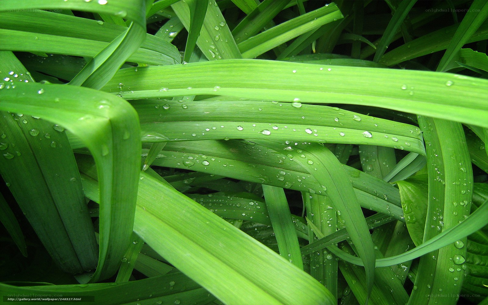 Green leaves with water droplets
