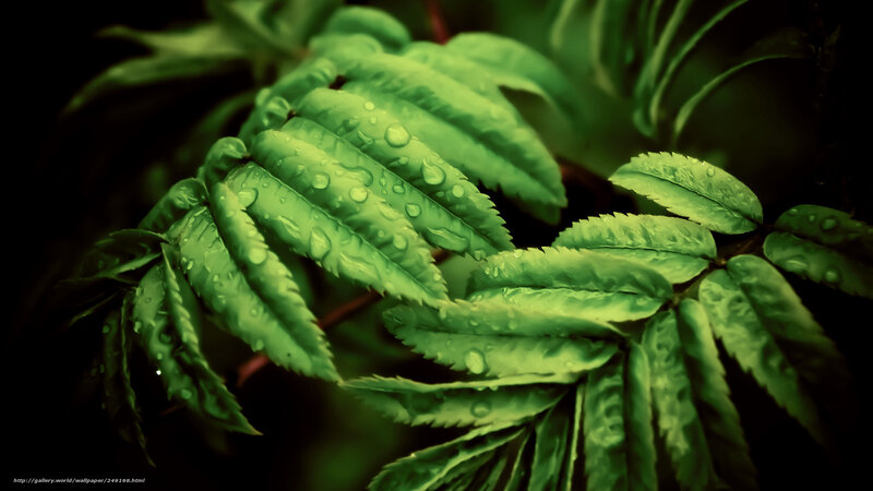 Green leaves with water droplets