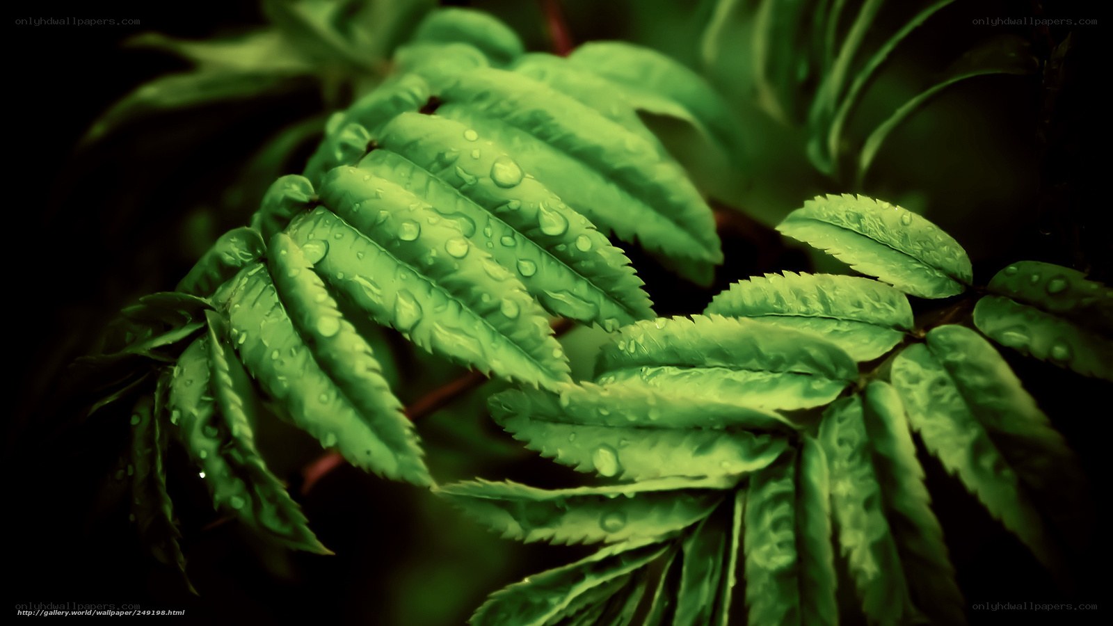 Green leaves with water droplets