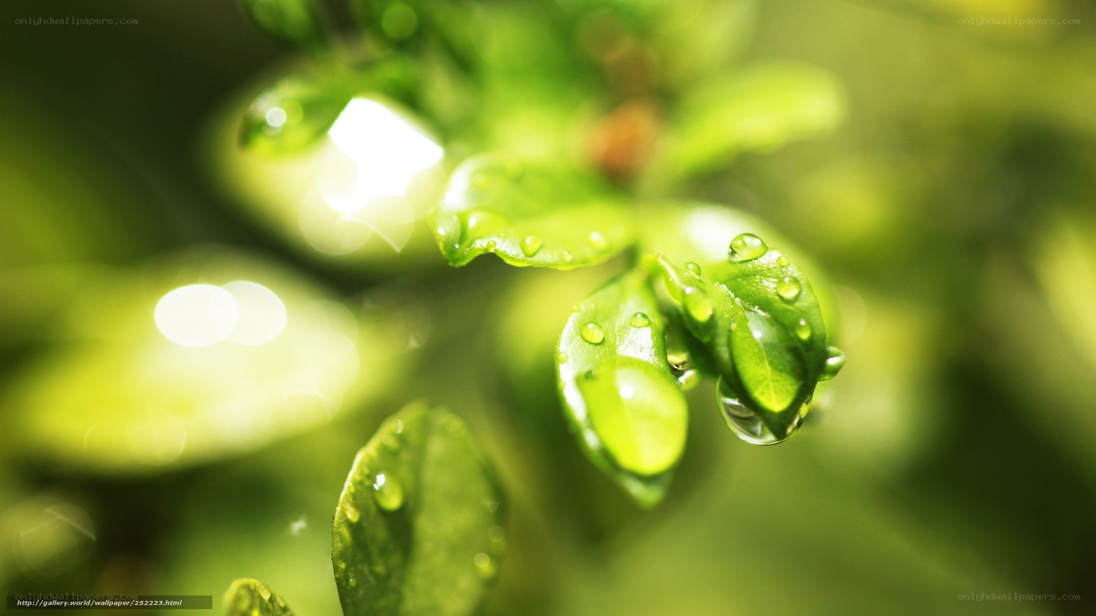 Green leaves with water droplets