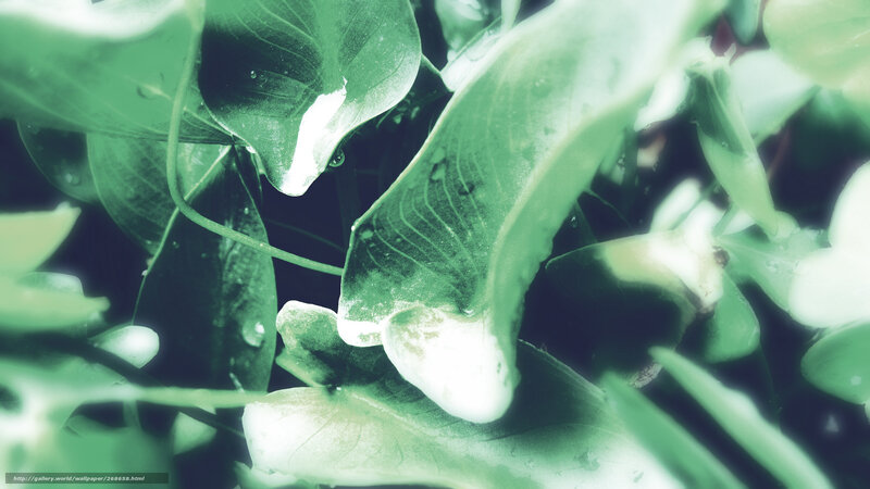 Green leaves with water droplets