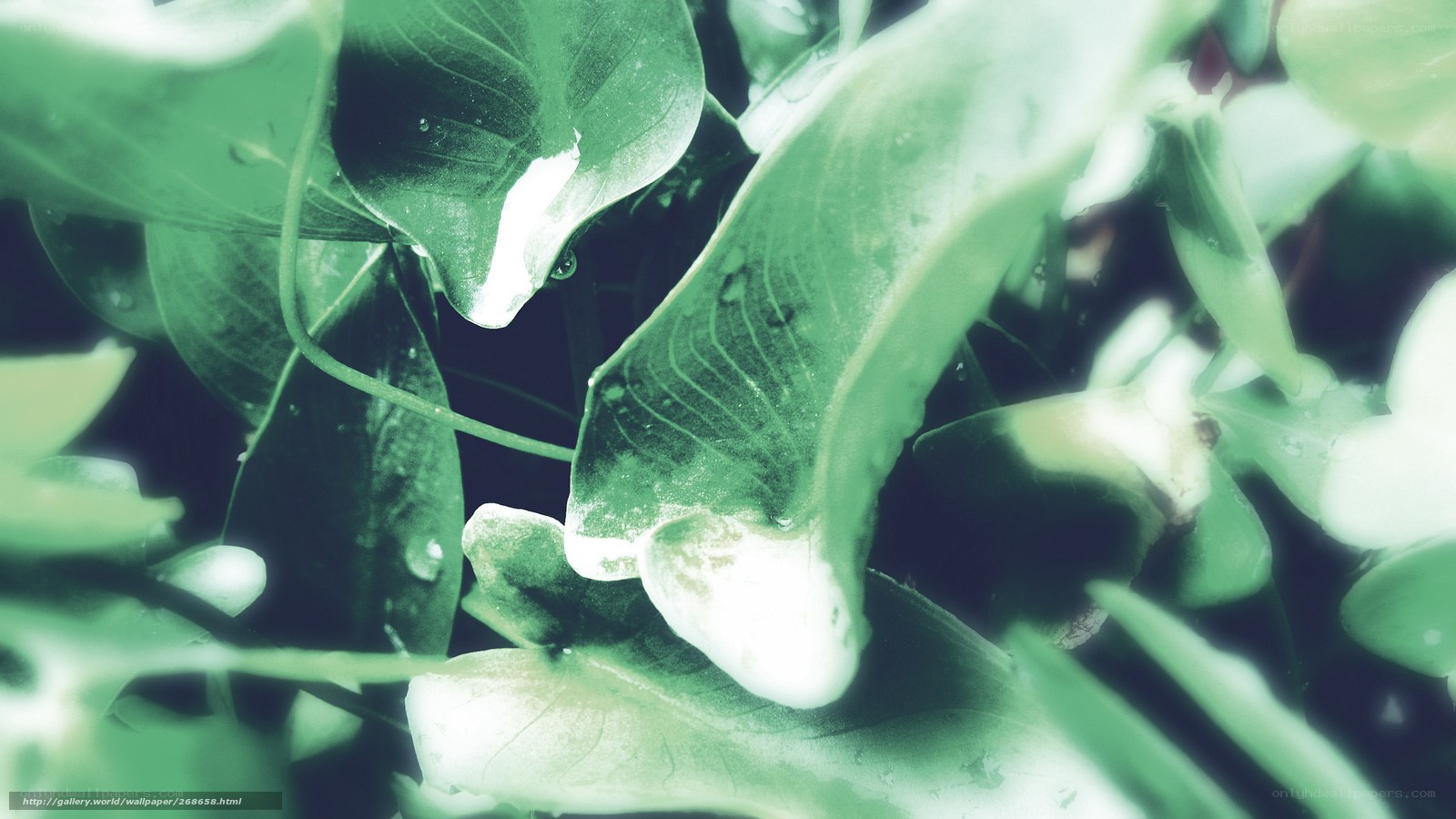 Green leaves with water droplets