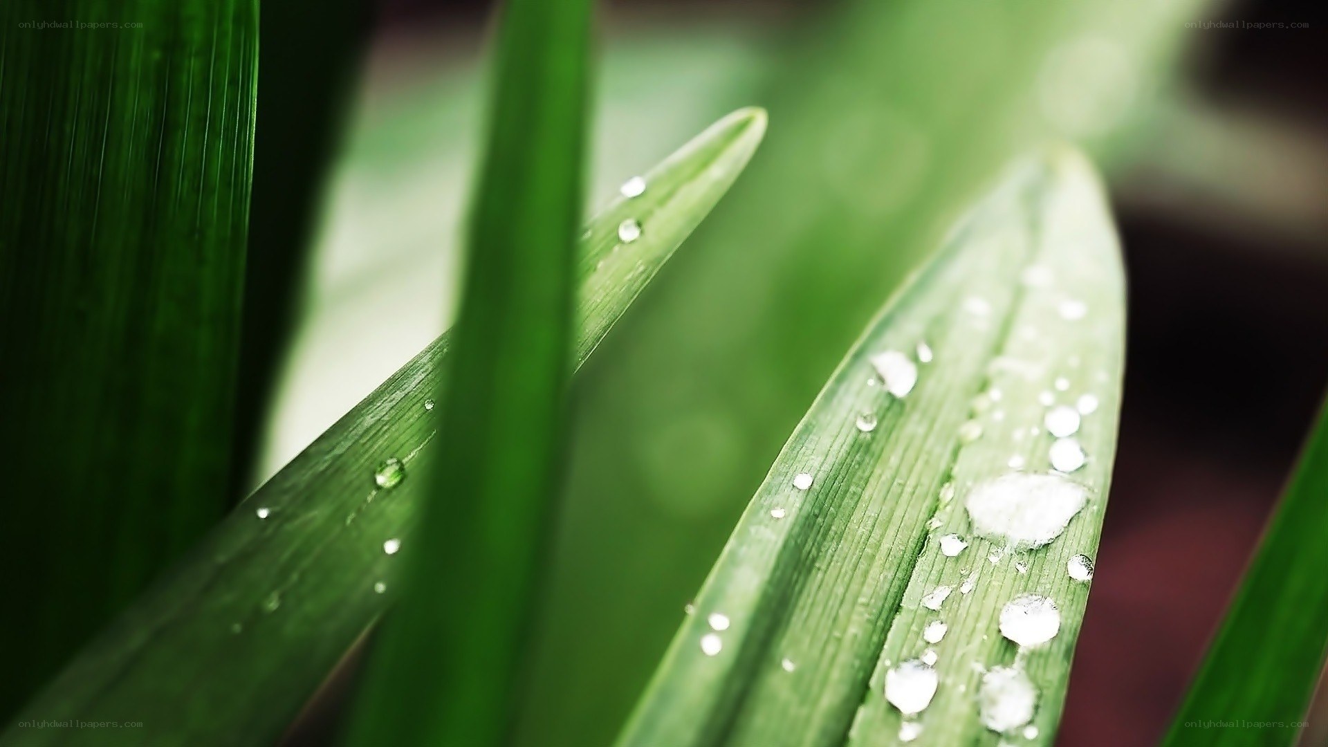 green leaves with water droplets