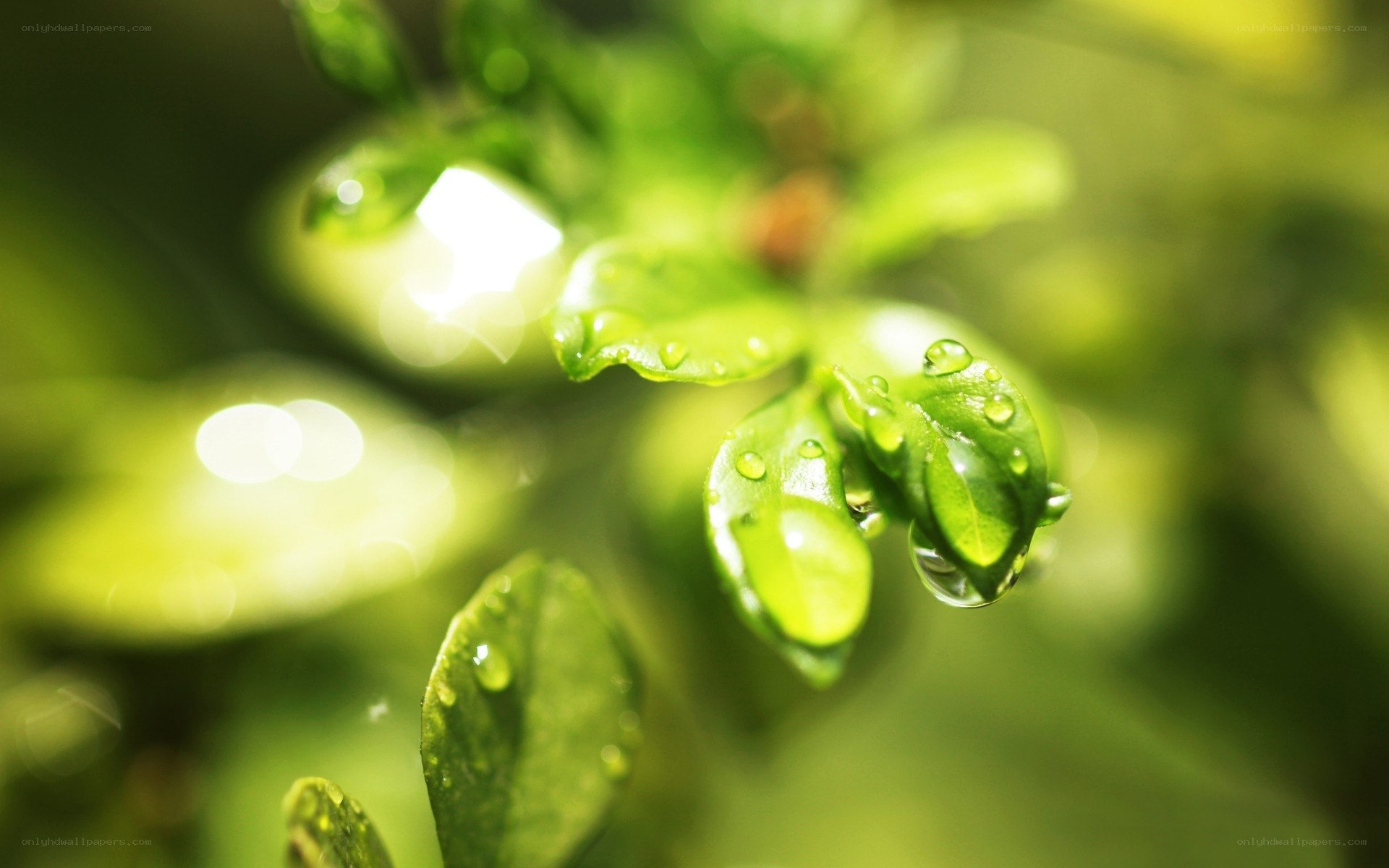 Green leaves with water droplets