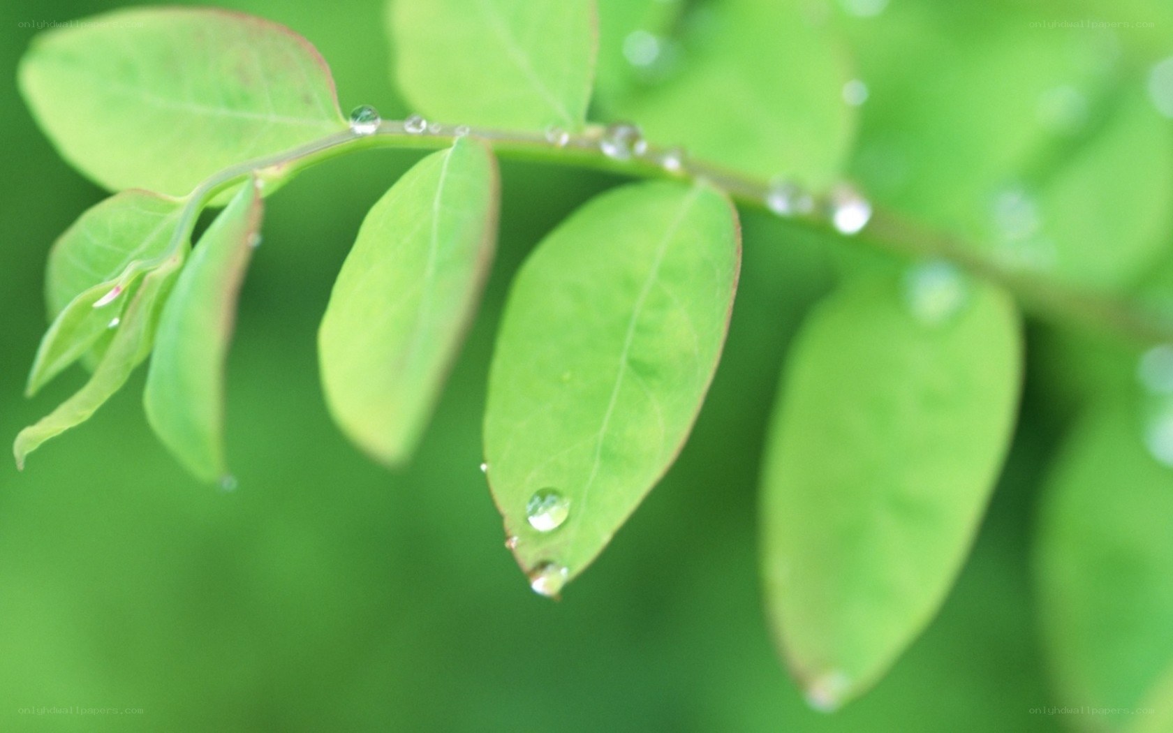 green leaves with water droplets