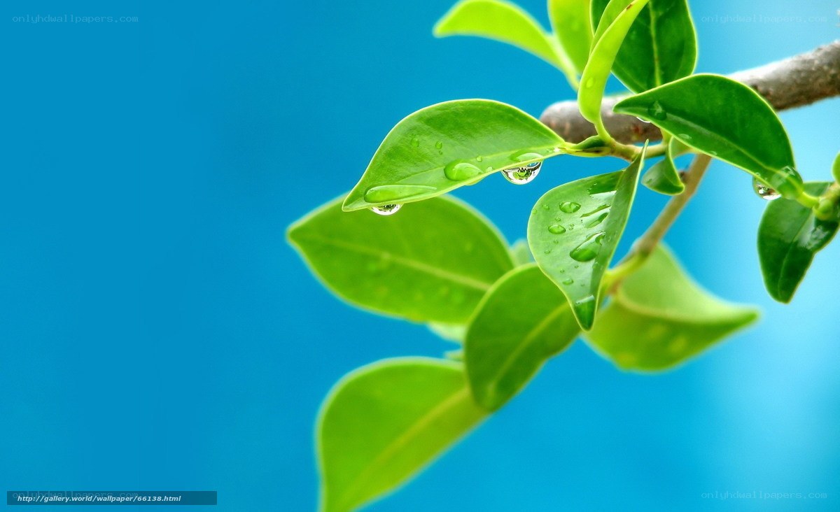 Green leaves with water droplets