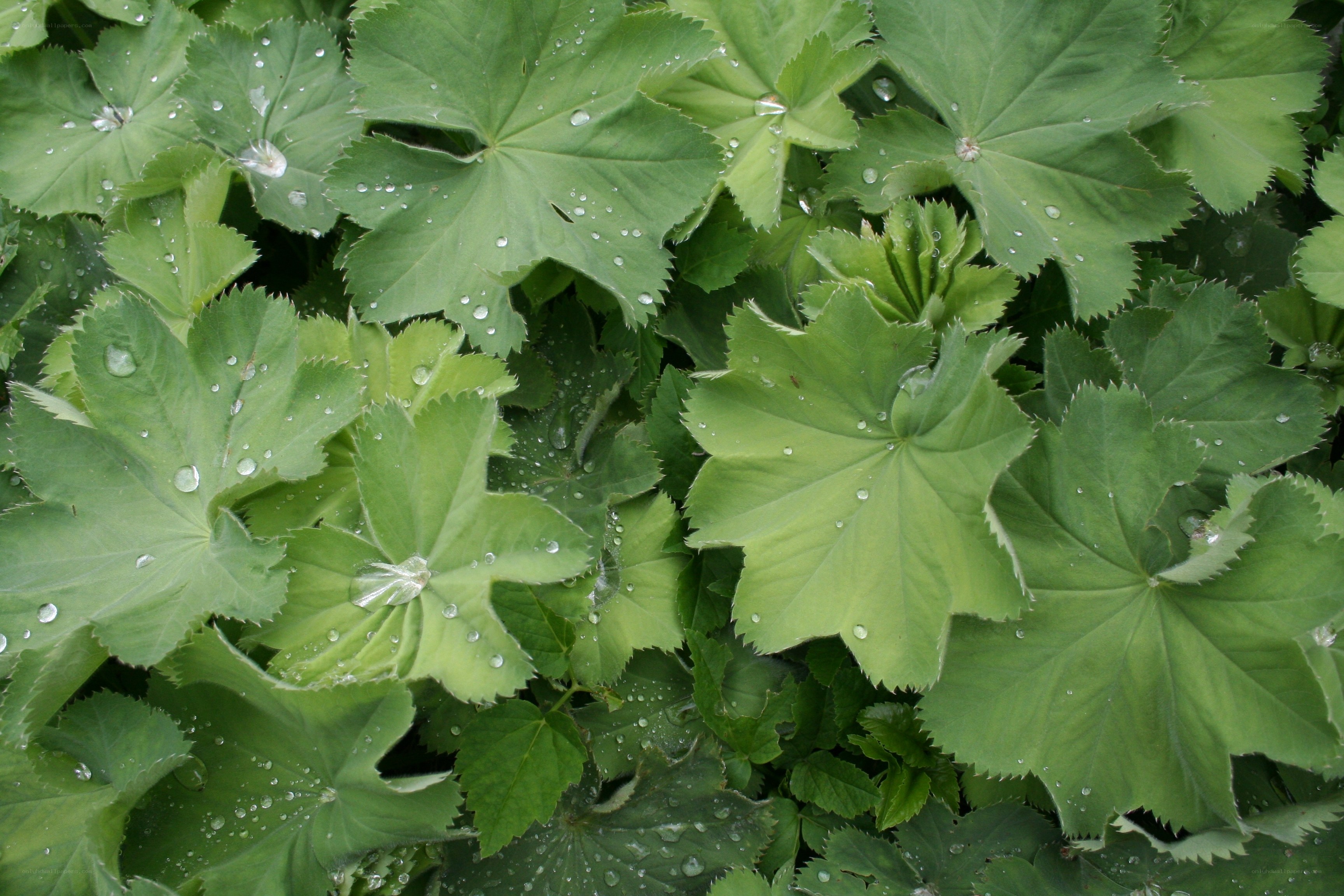 Green leaves with water droplets