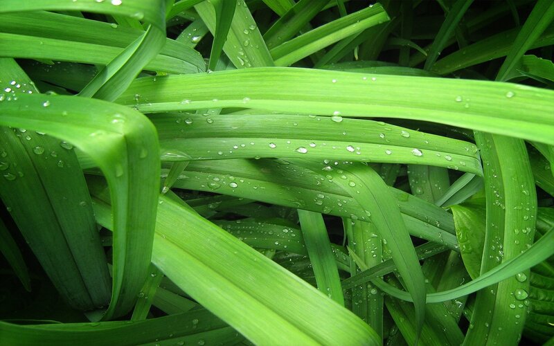 Green leaves with water droplets