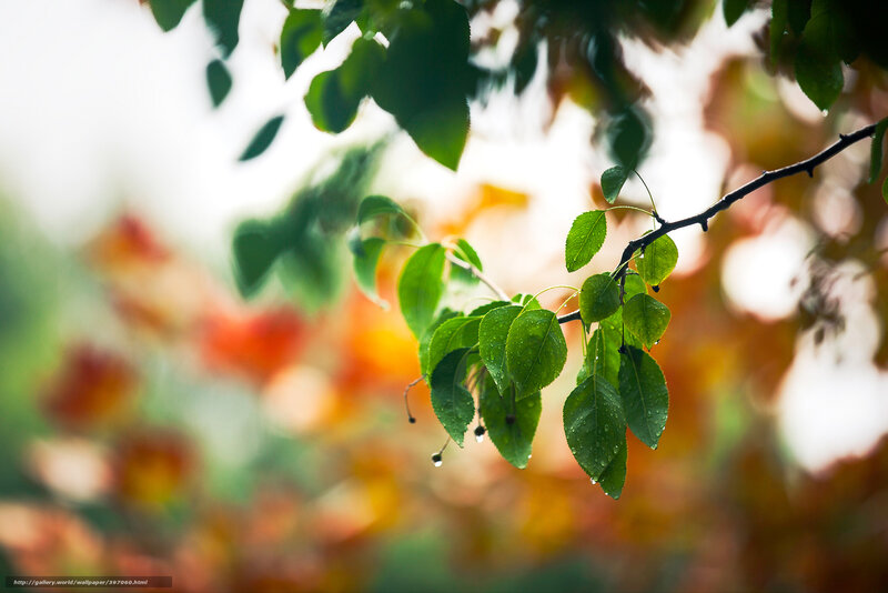 Green leaves with water droplets