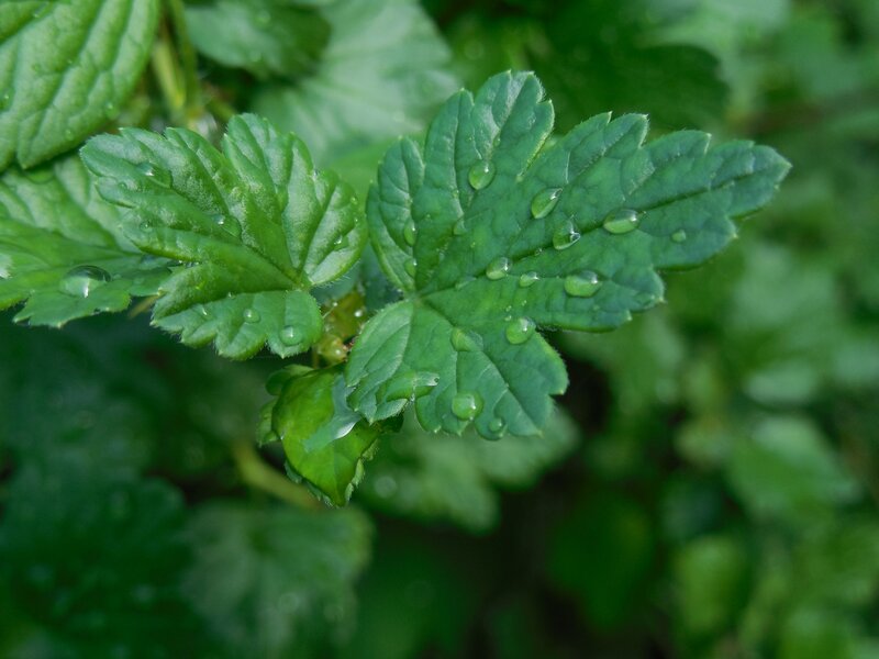 Green leaves with water droplets