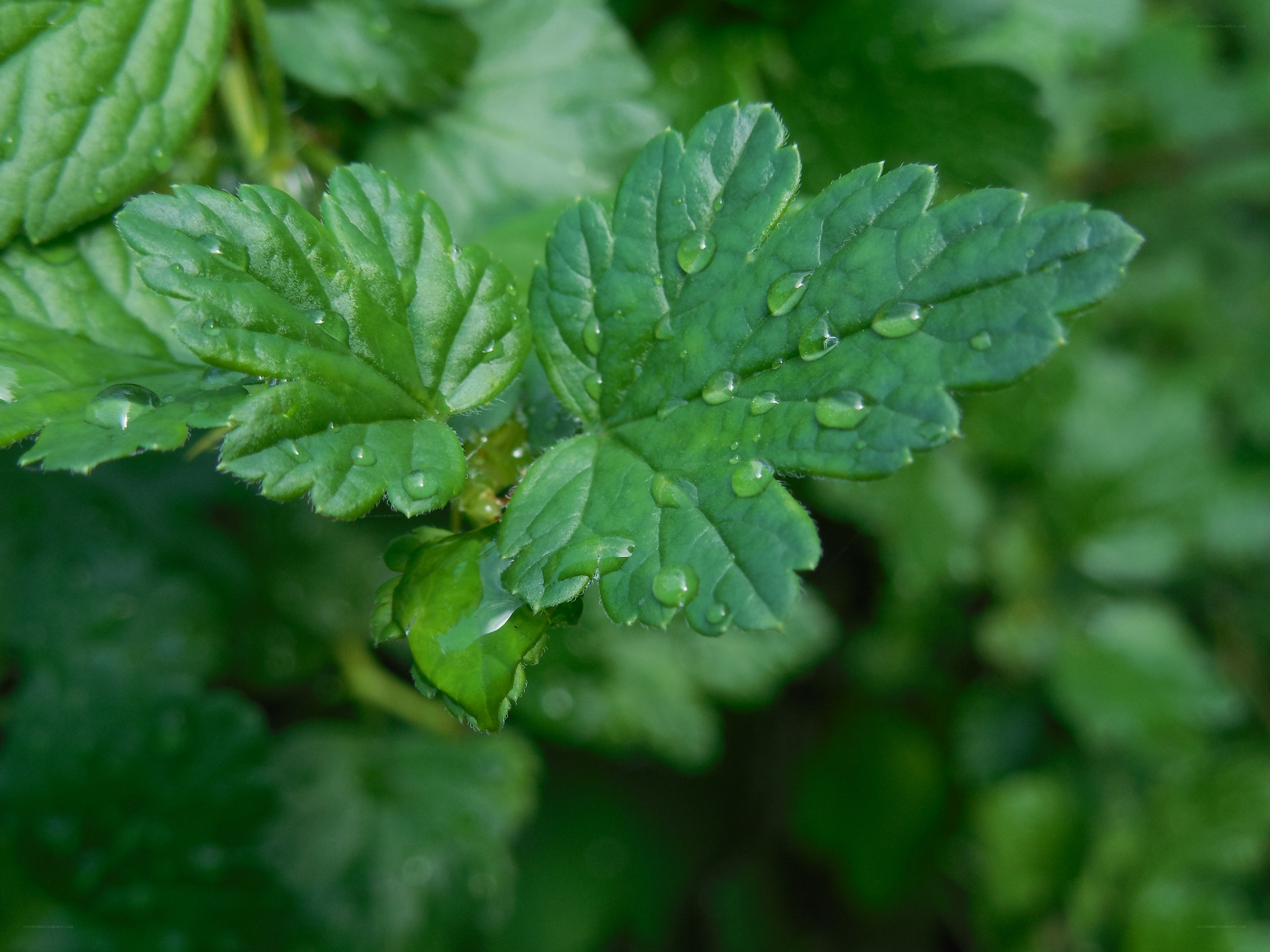 Green leaves with water droplets