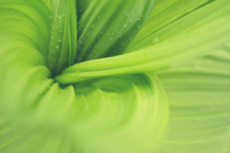 green leaves with water droplets