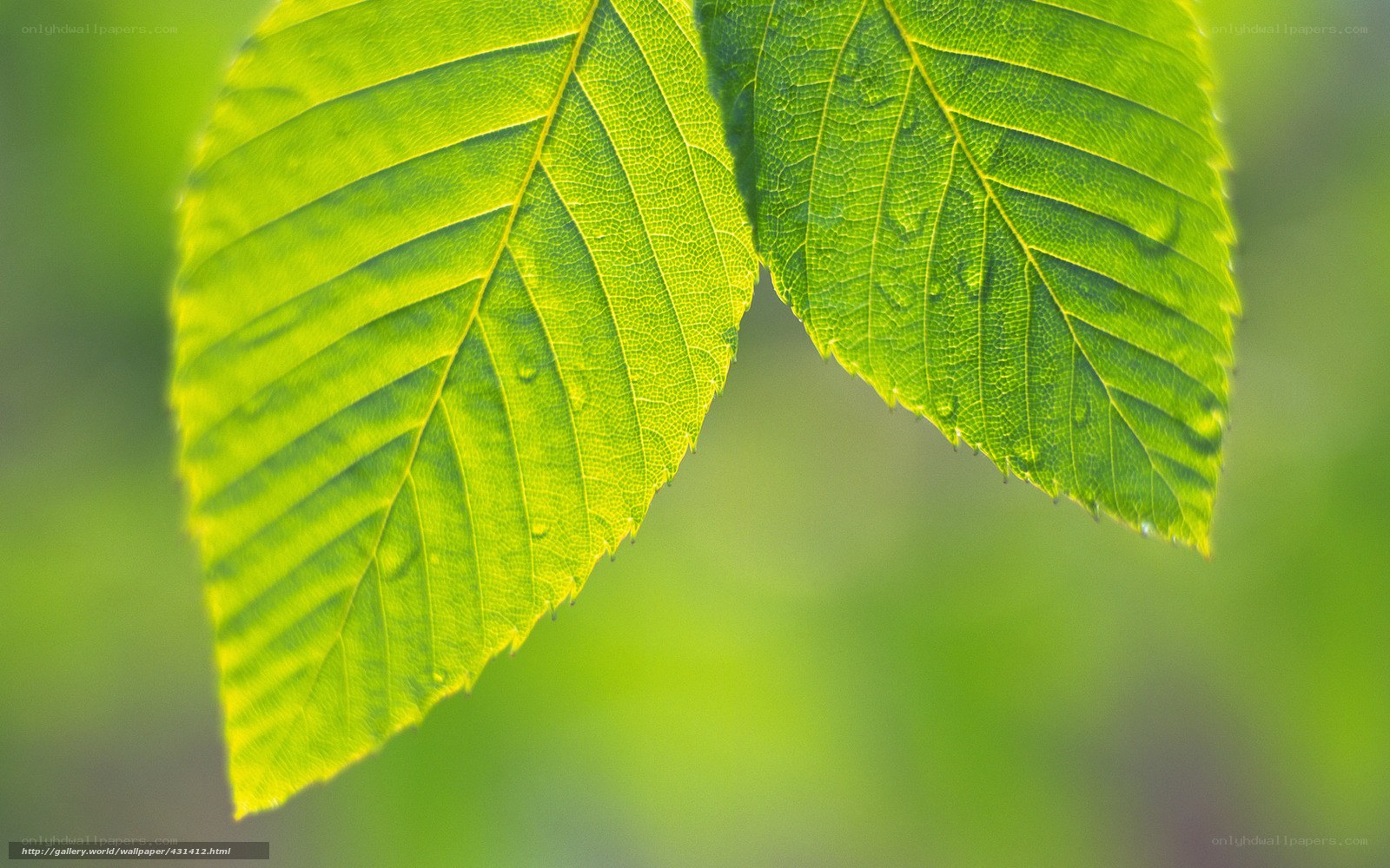 Green leaves with water droplets