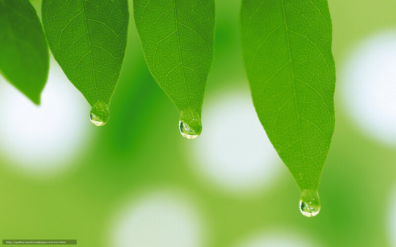 Green leaves with water droplets