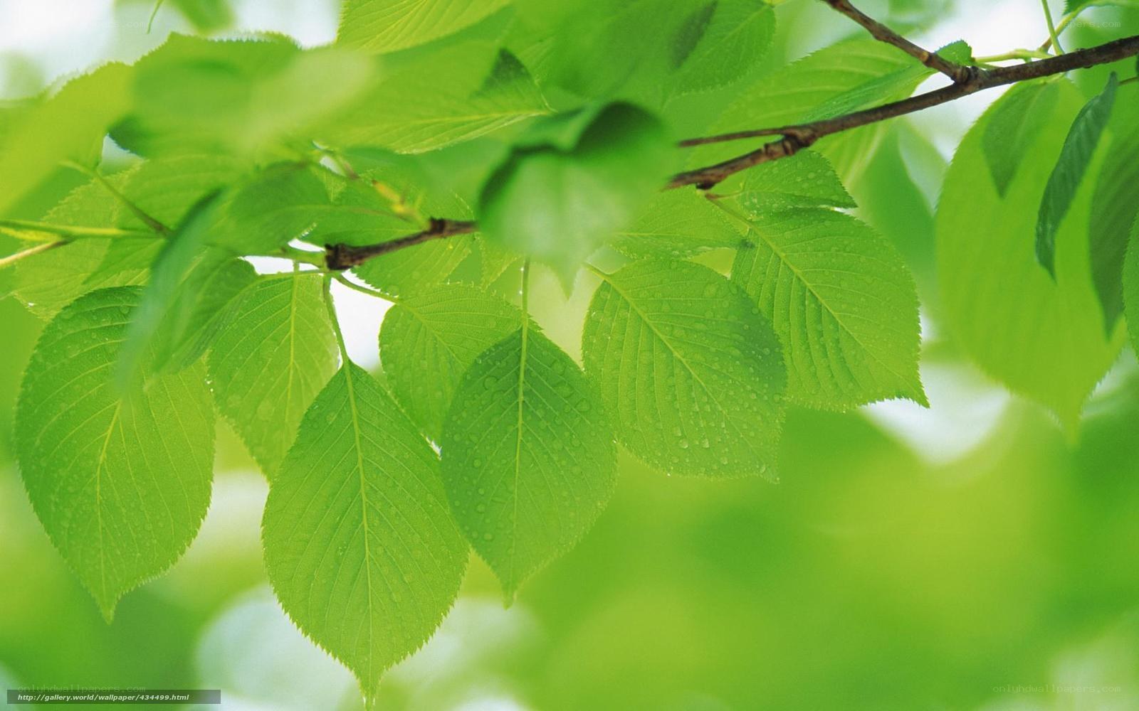 green leaves with water droplets