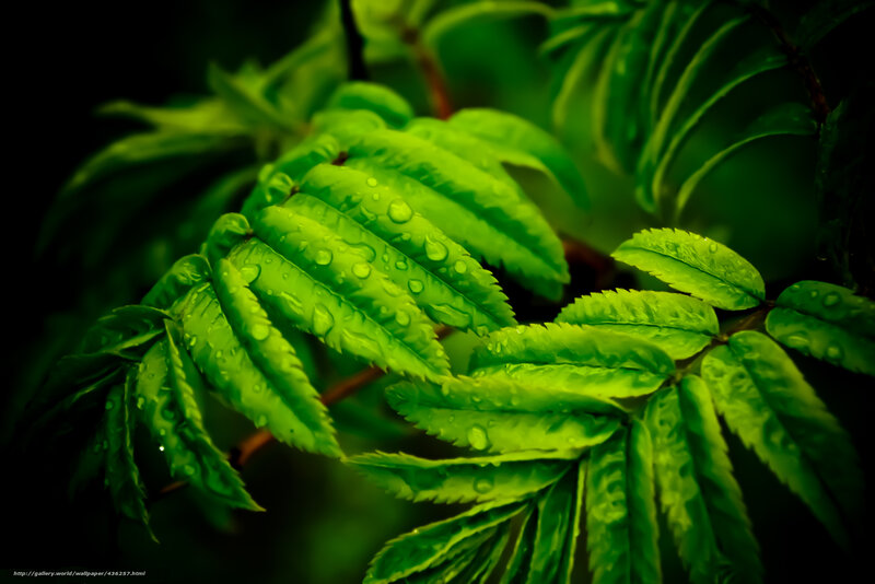 Green leaves with water droplets