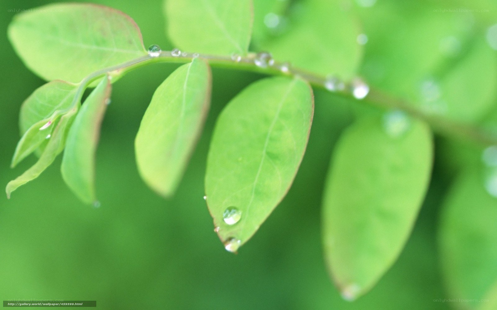 green leaves with water droplets