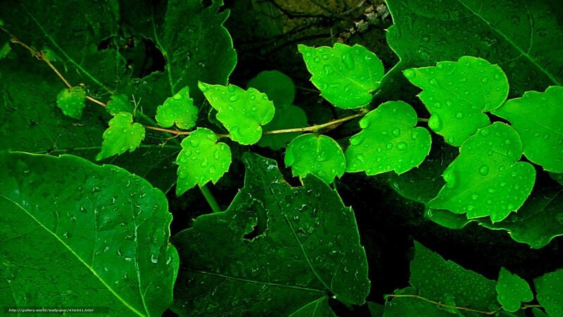 Green leaves with water droplets