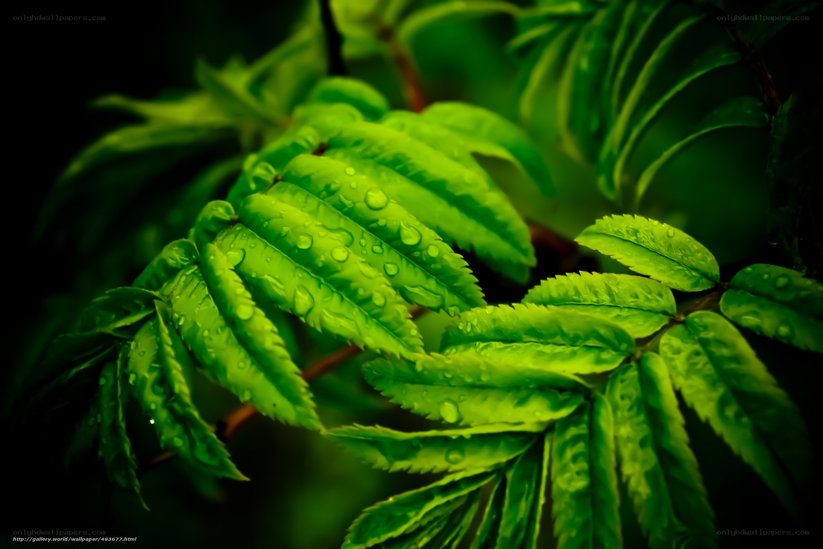 Green leaves with water droplets