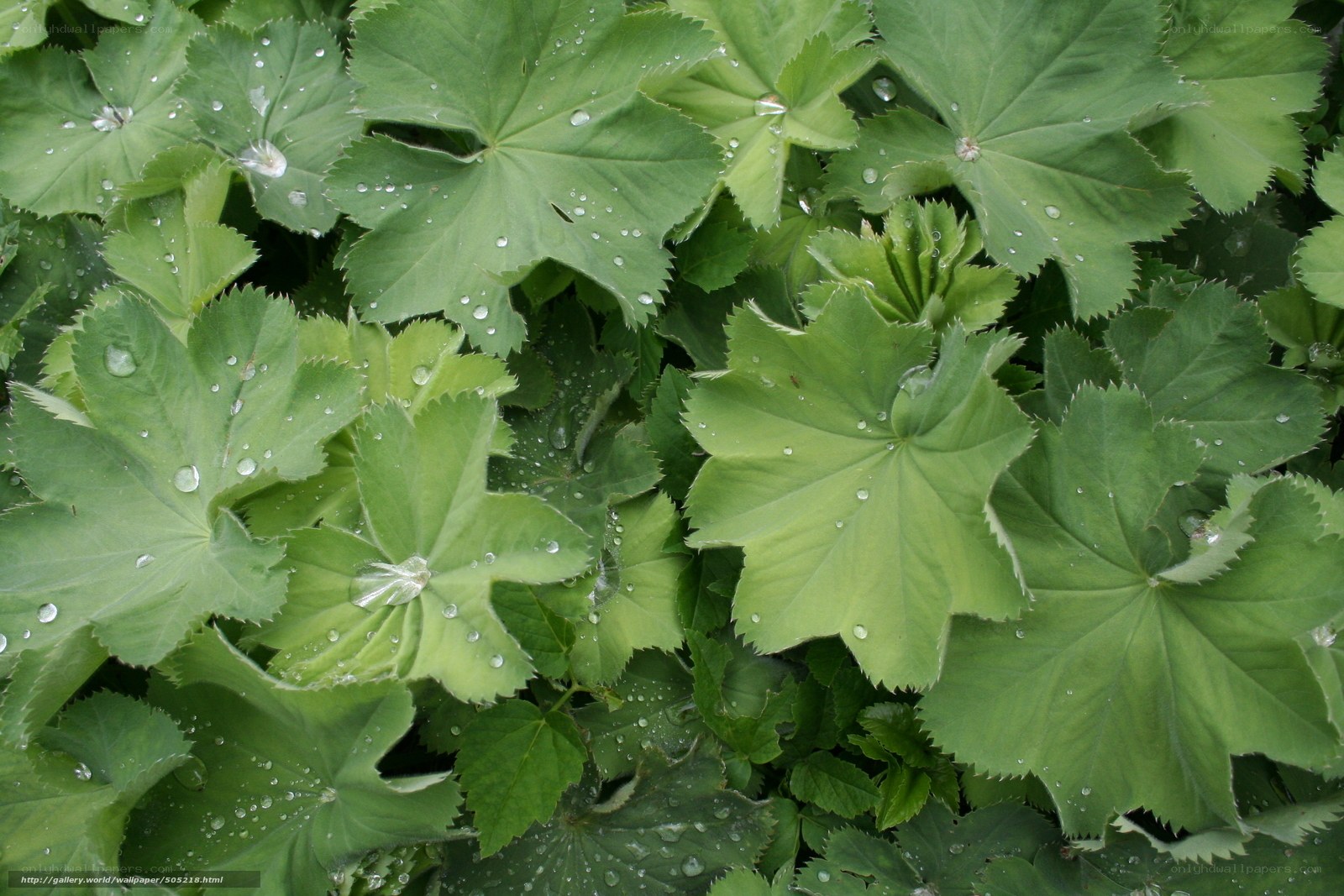 Green leaves with water droplets