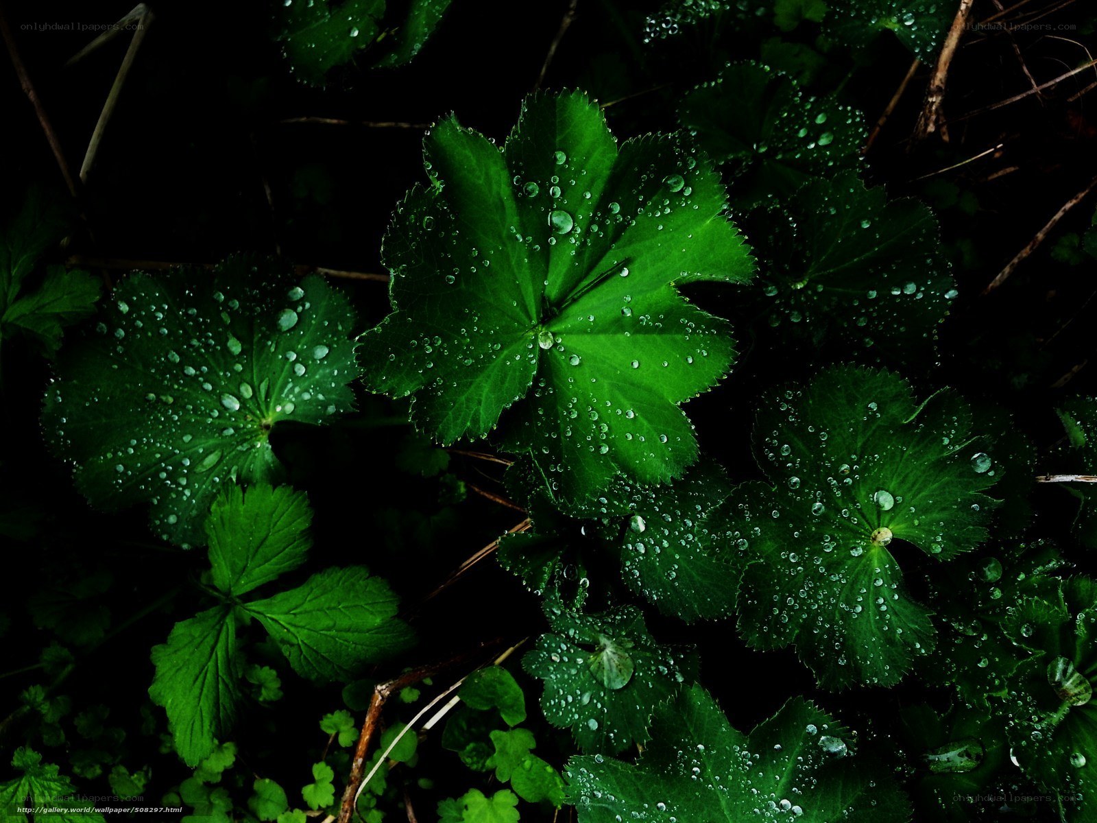 Green leaves with water droplets