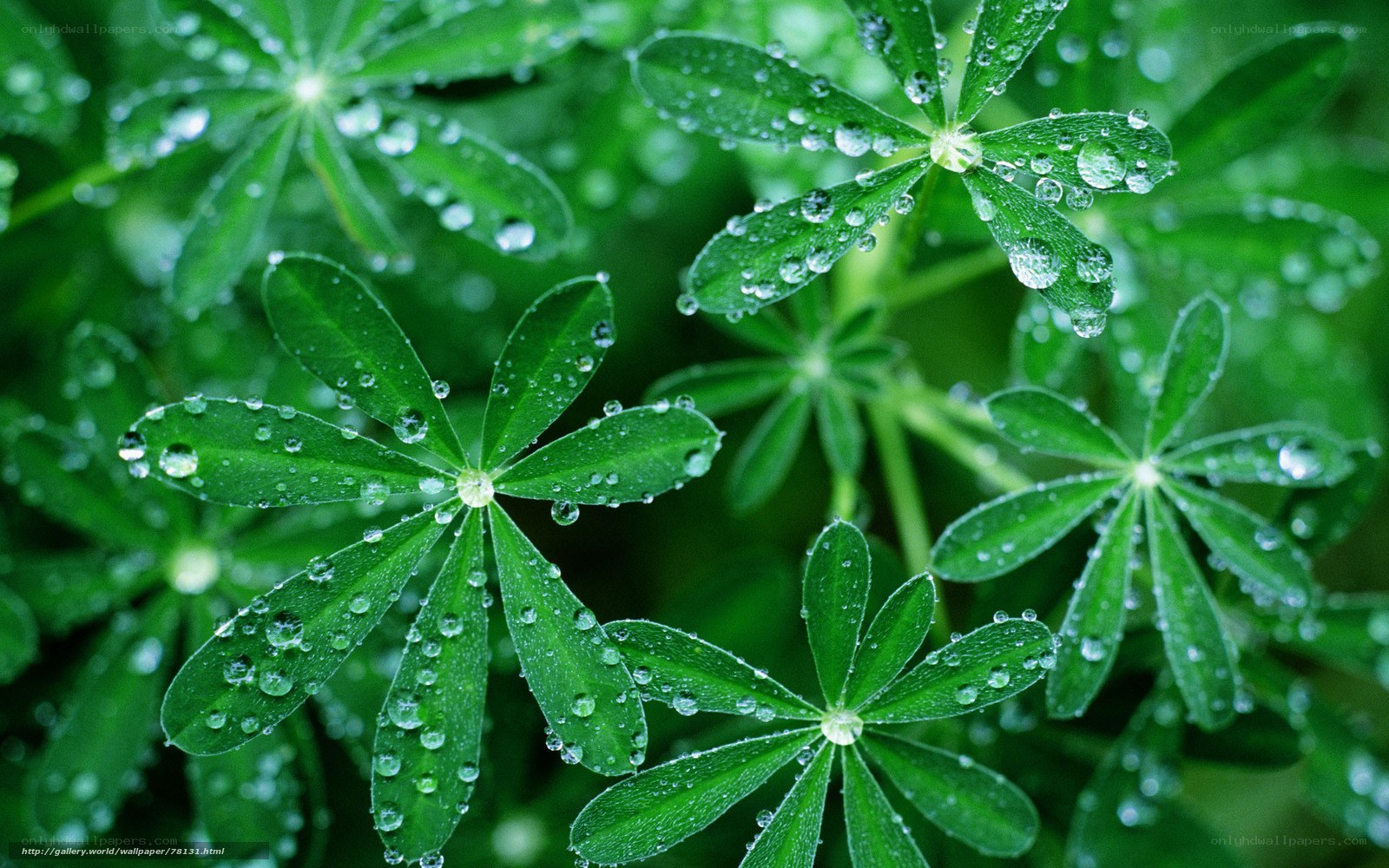 Green leaves with water droplets