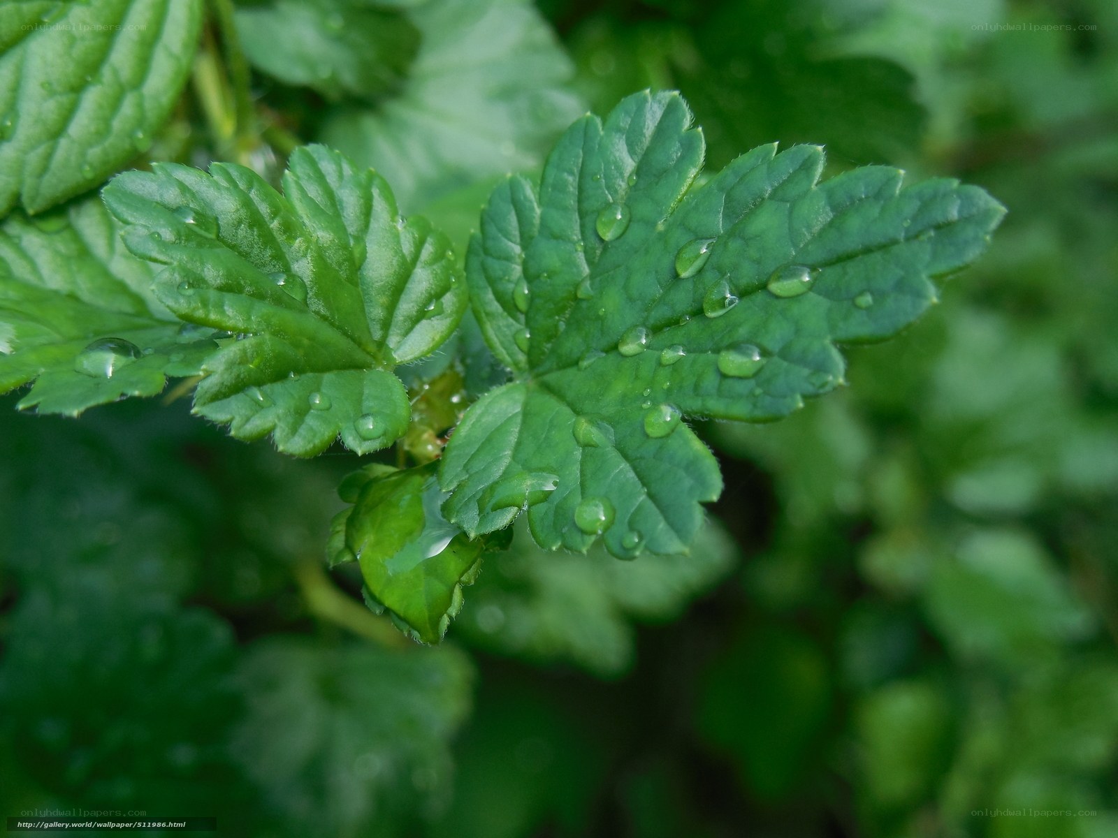 Green leaves with water droplets