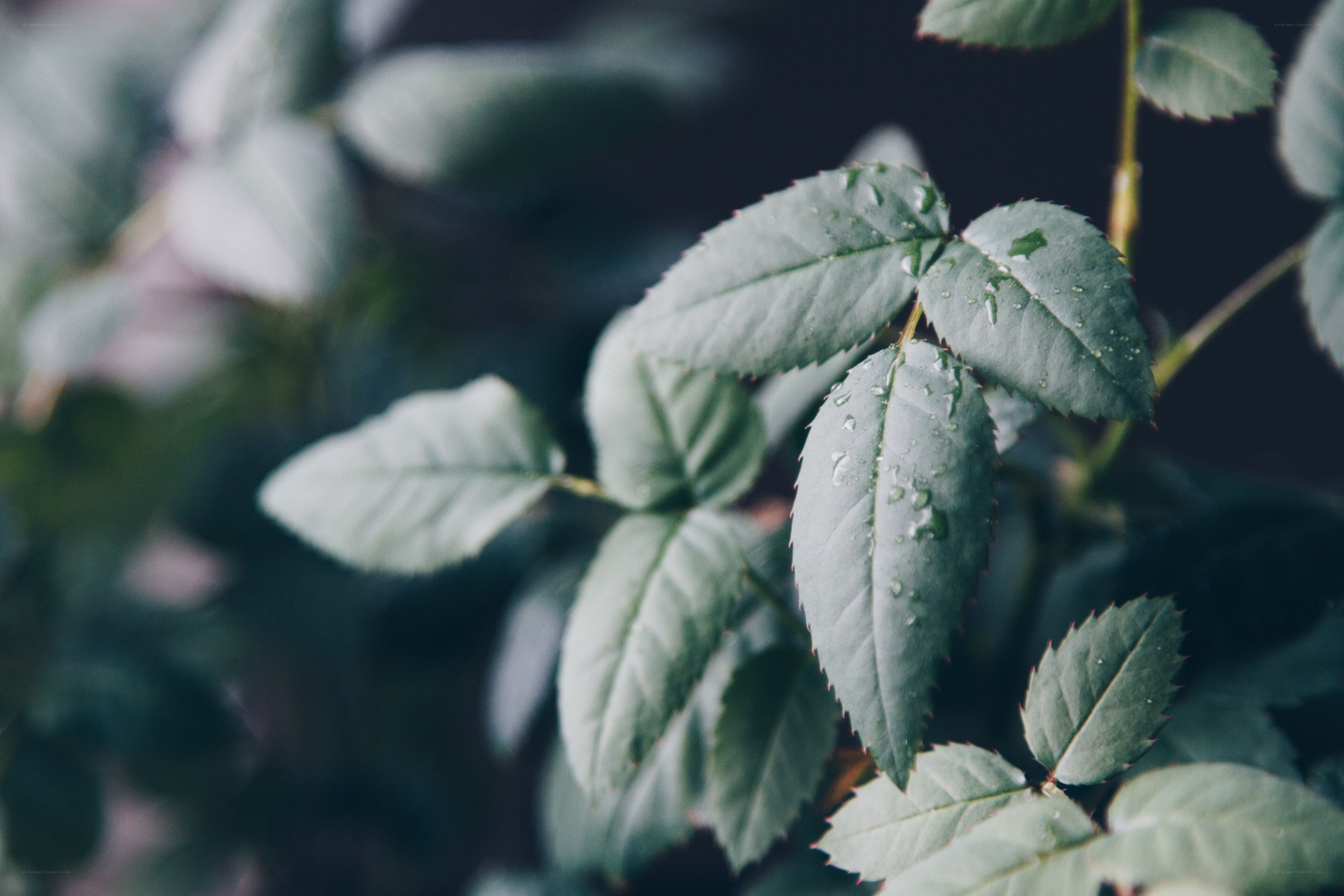 green leaves with water droplets