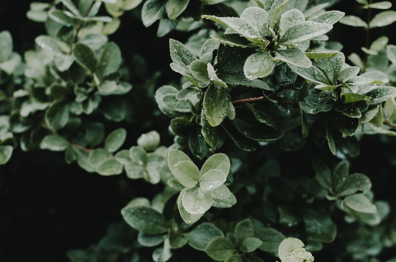 green leaves with water droplets