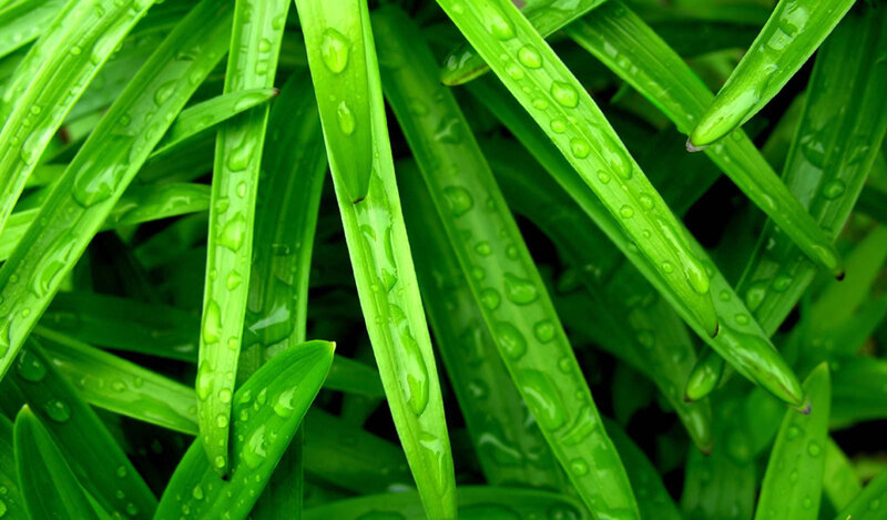 green leaves with water droplets