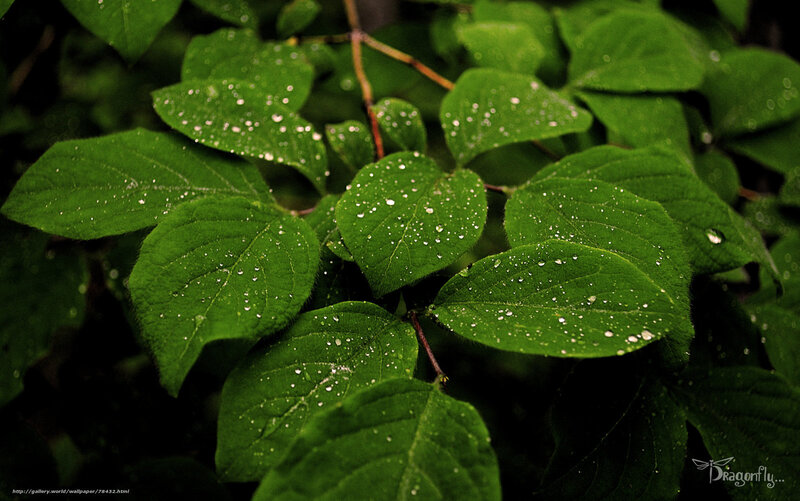 Green leaves with water droplets