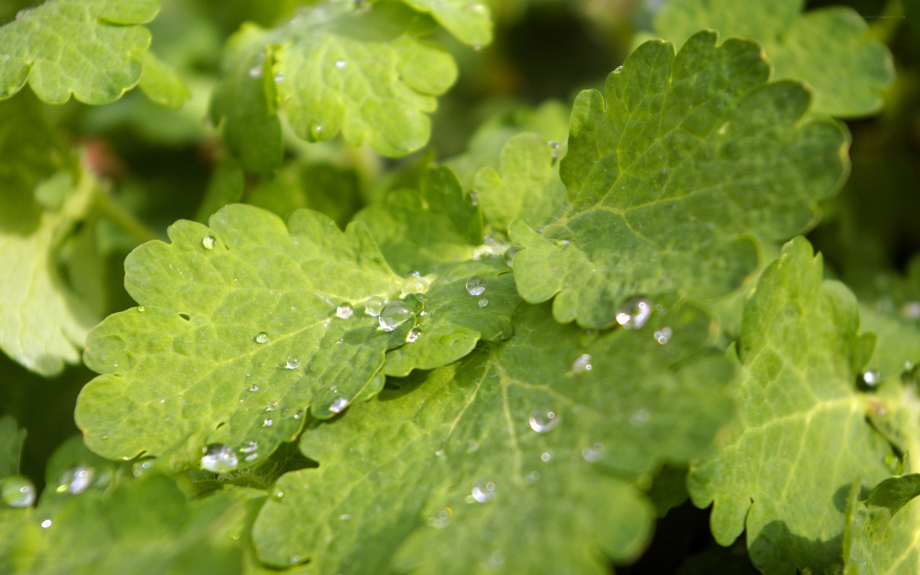 Green leaves with water droplets