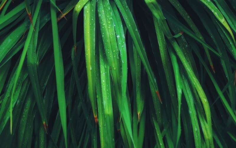 Green leaves with water droplets