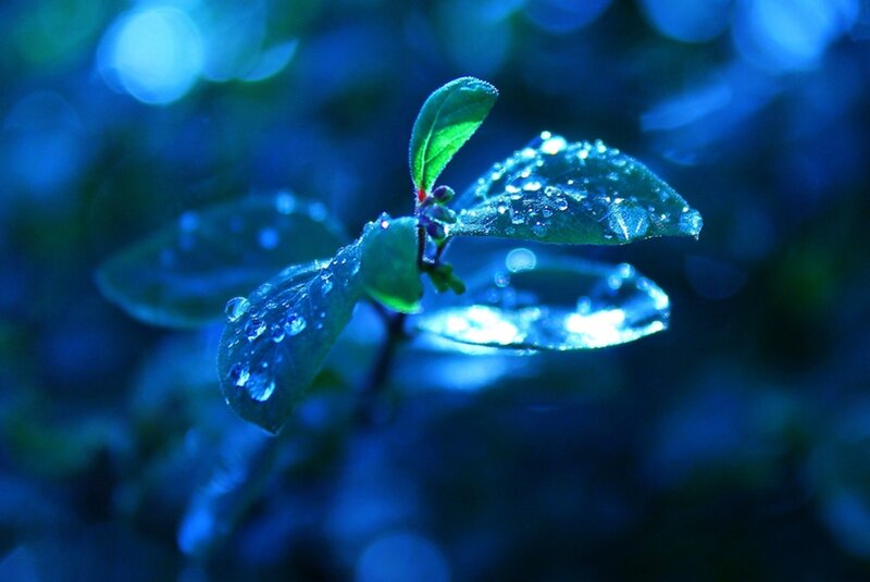 Green Leaves with Water Droplets — Blue, Serene