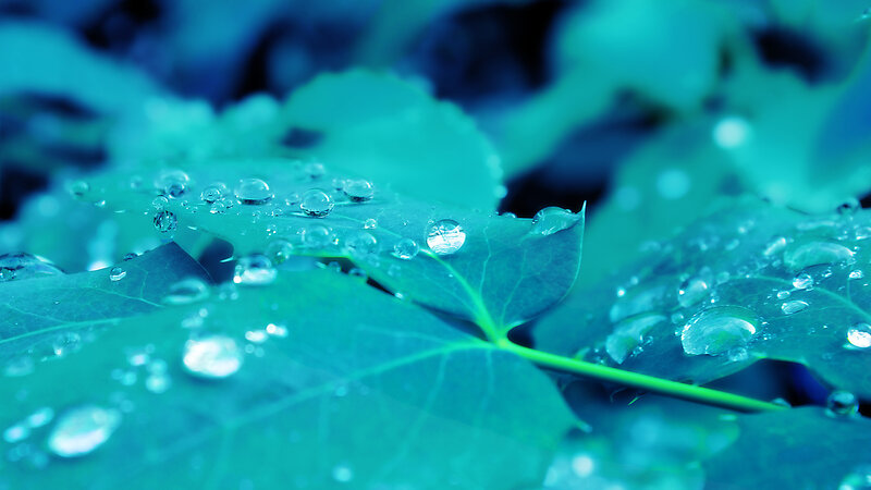 Green Leaves with Water Droplets — Blue