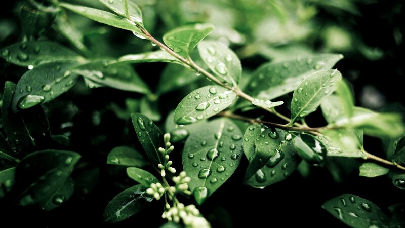 Green Leaves with Water Droplets — Buds
