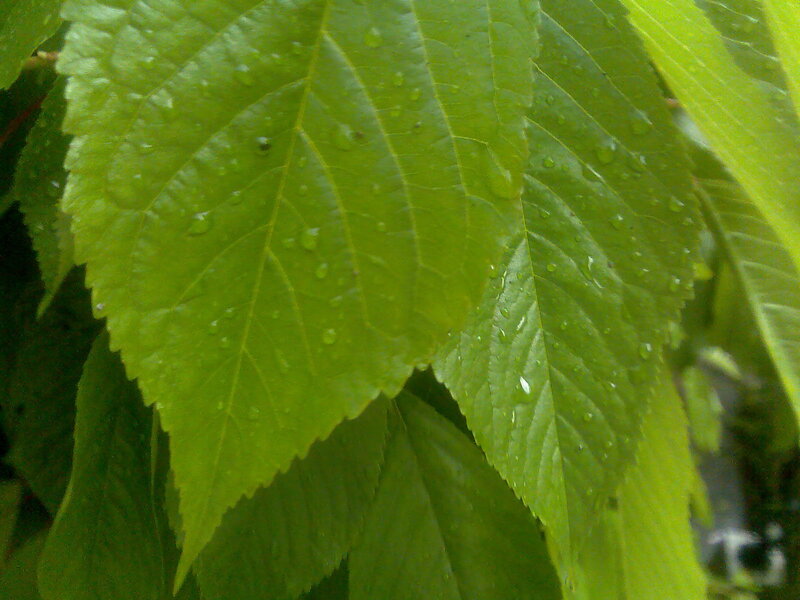 Green Leaves with Water Droplets — Calm, Leaf Veins