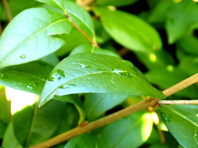 Green Leaves with Water Droplets — Calm, Morning, Photograph, Branches