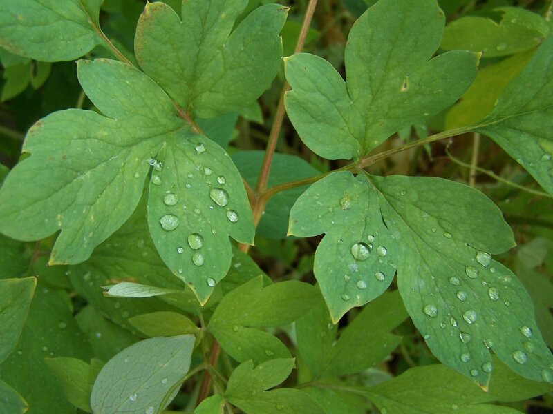 Green Leaves with Water Droplets — Calm, Morning, Photograph