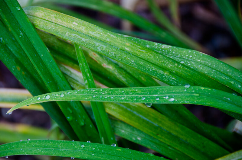 Green Leaves with Water Droplets — Calm, Morning
