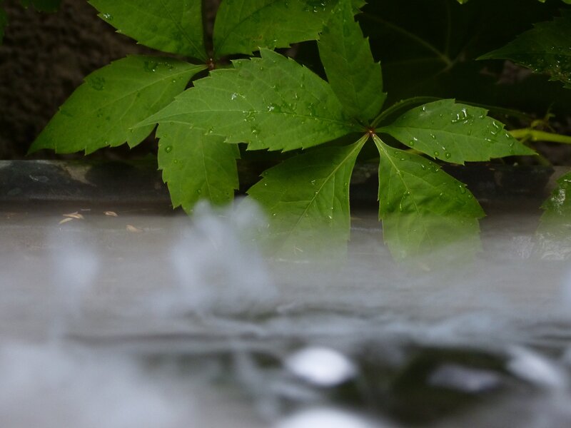 Green Leaves with Water Droplets — Calm, Photograph, Mist