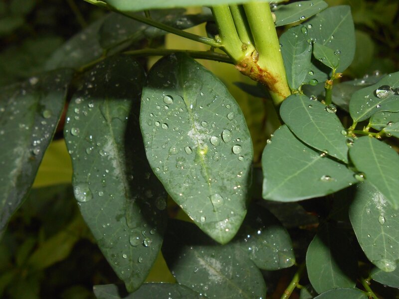 Green Leaves with Water Droplets — Calm, Photograph, Stem
