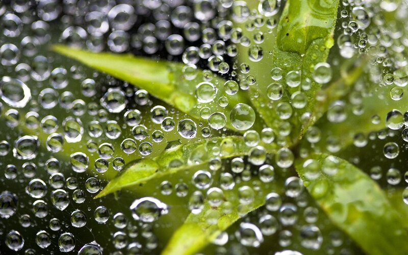Green Leaves with Water Droplets — Calm, Photograph, Water Droplets, Spiderweb