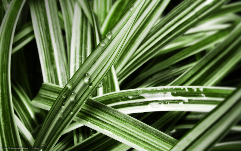 Green Leaves with Water Droplets — Calm, Photograph, Water Droplets, Striped Pattern