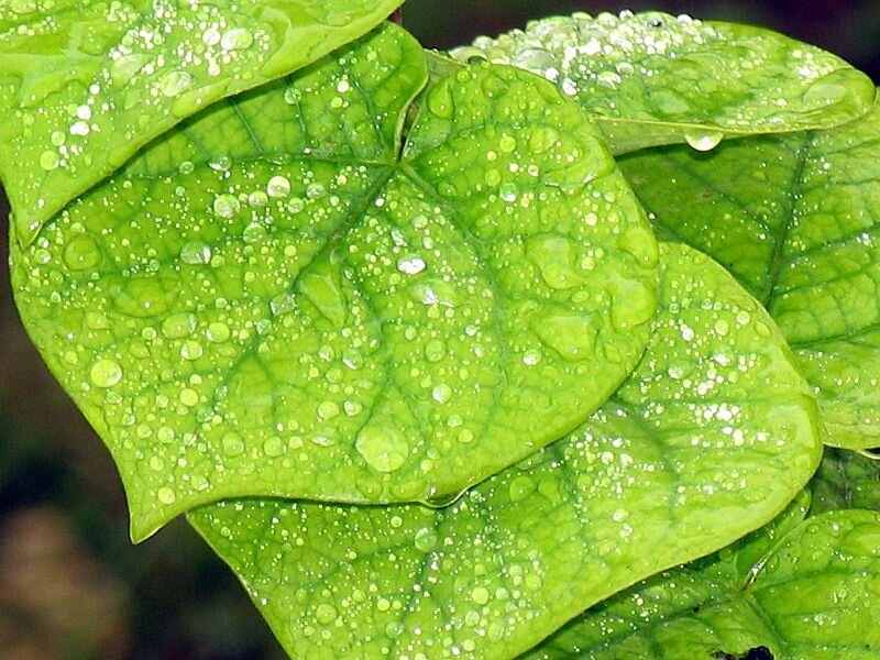 Green Leaves with Water Droplets — Calm, Photograph, Water Droplets
