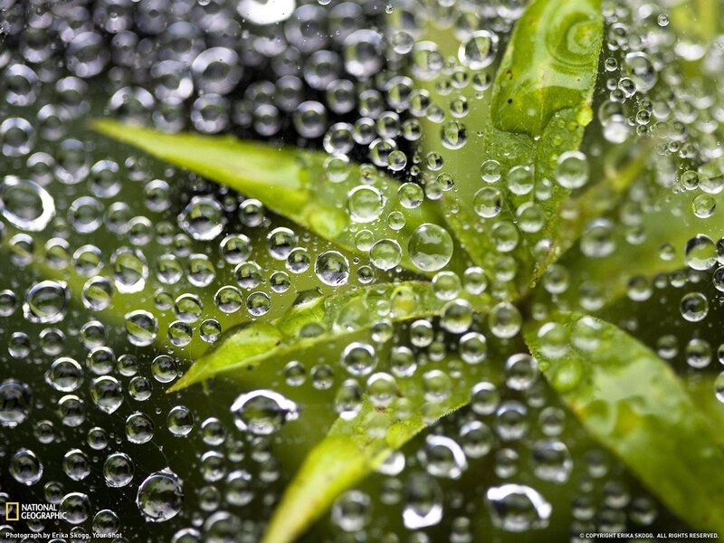 Green Leaves with Water Droplets — Calm, Spiderweb
