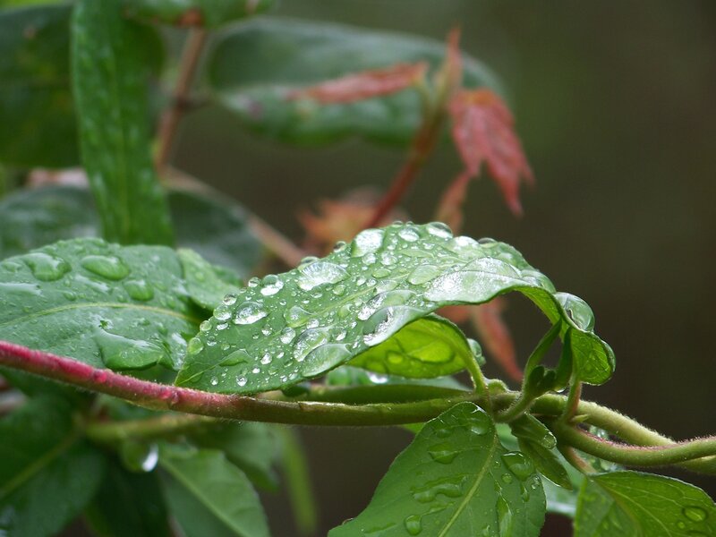Green Leaves with Water Droplets — Calm, Spring, Photograph