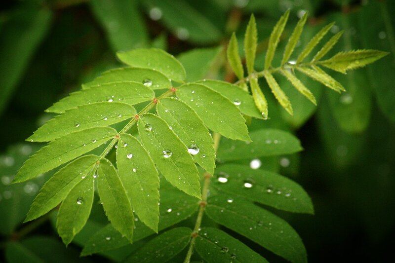 Green Leaves with Water Droplets — Calm, Spring, Photograph, Water Droplets